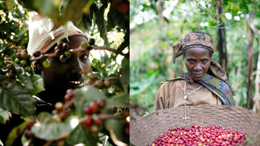 تاريخ القهوة في إثيوبيا